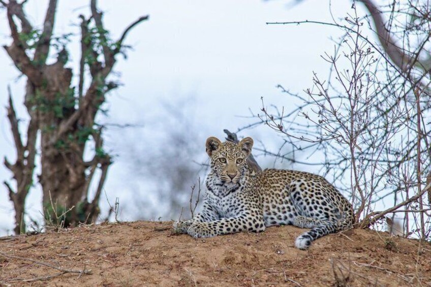 Ein Leopard ruht auf einem Erdhügel, im Hintergrund spärliche Vegetation und kahlbäumige Bäume. 4