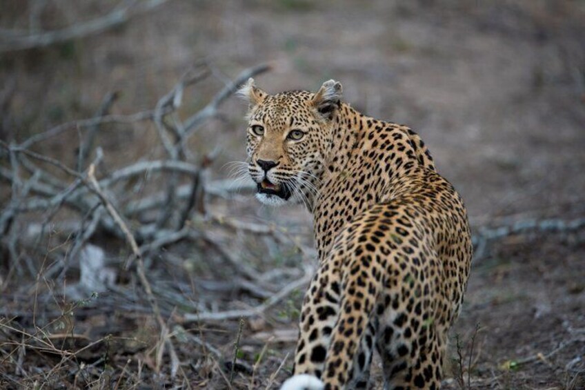 Ein Leopard in einer natürlichen Umgebung mit trockenen Ästen und spärlicher Vegetation. 1