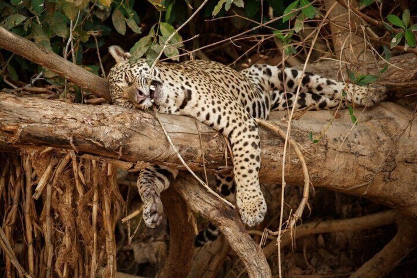 Ein Leopard ruht auf einem Ast in einem bewaldeten Gebiet. 5