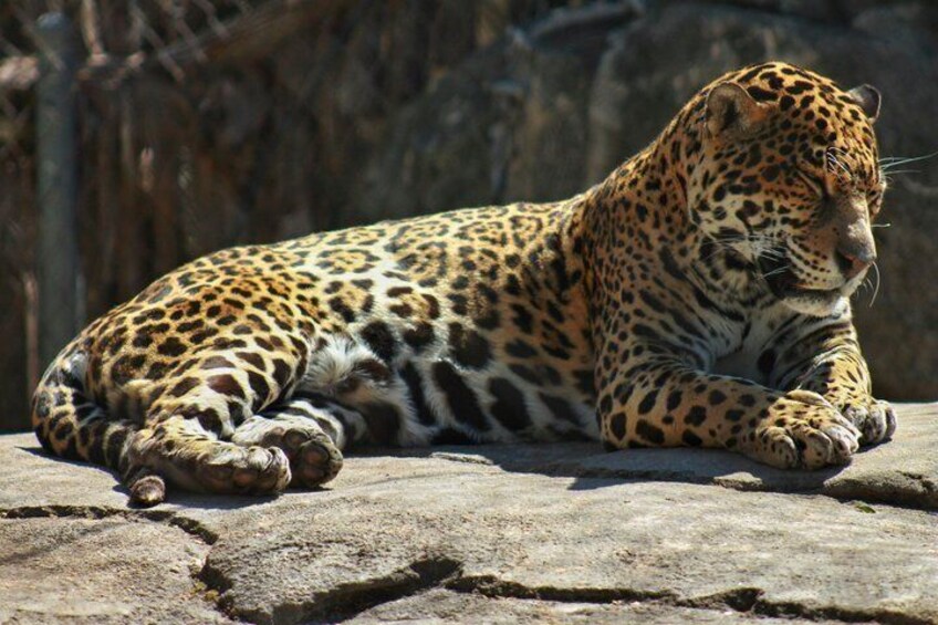 Ein Leopard liegt auf einem Felsen. 2