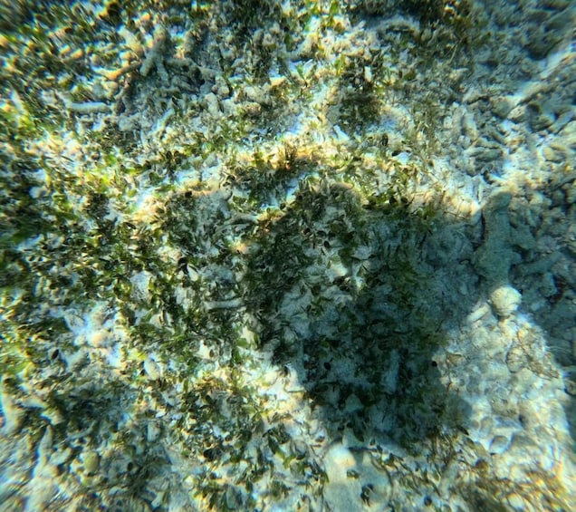Picture 99 for Activity Private Gili Air Snorkeling Tour by Bangsal Ferries 3