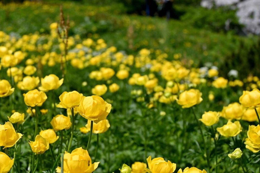 A field of yellow flowers. 3