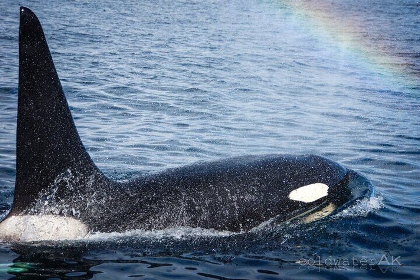 A killer whale swimming in the ocean with a rainbow in the background. 3