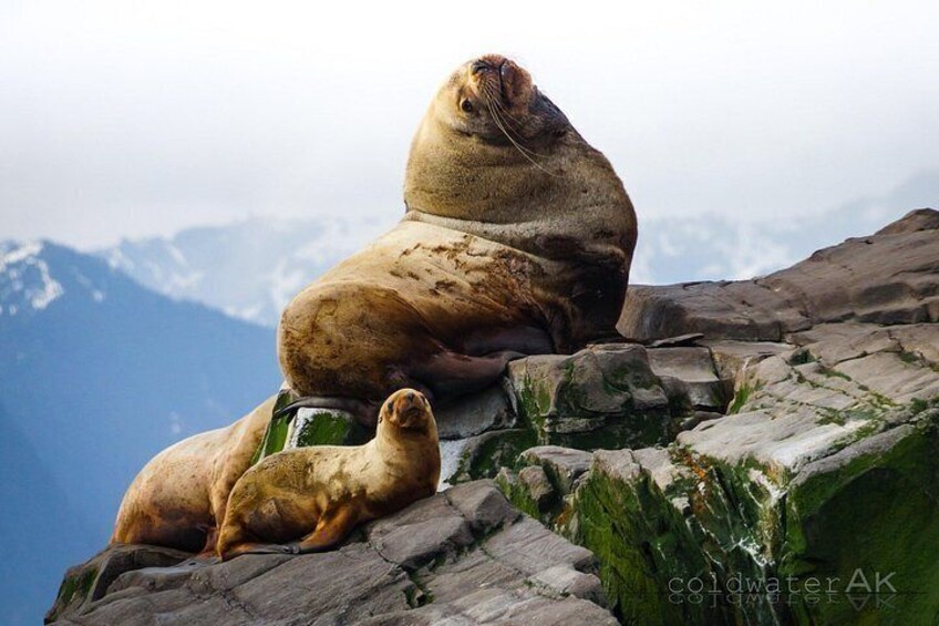 A seal resting on a rocky cliff with a mountainous backdrop. 2