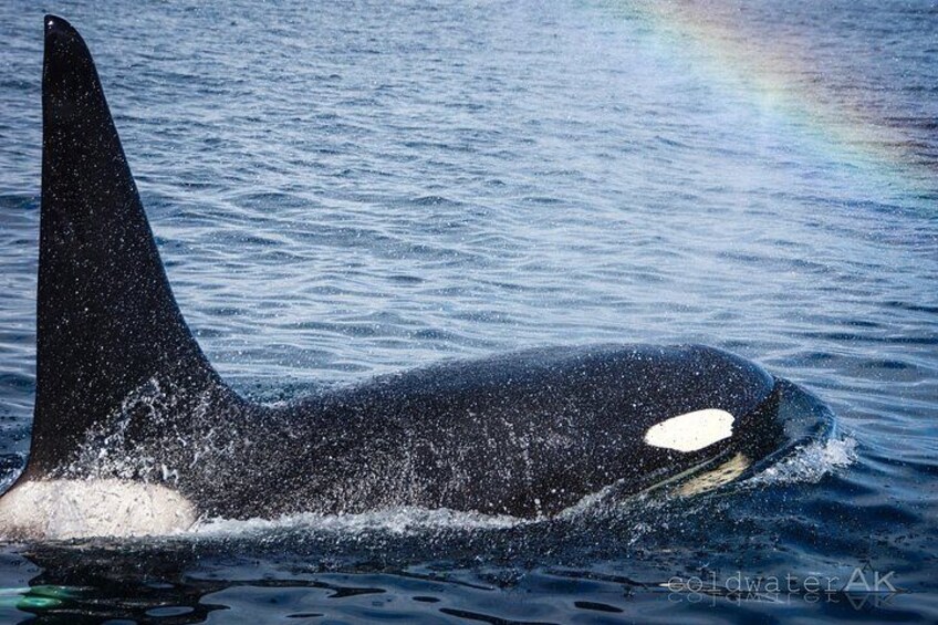 Alaska Wildlife Tour in Kachemak Bay 2