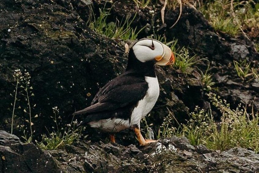 A puffin standing on rocky terrain with sparse vegetation. 5