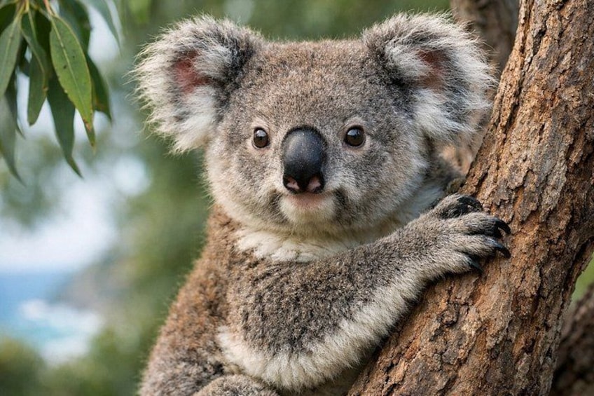 Great Ocean Road Boutique Eco Tour small Group melbrne hotel pick 4