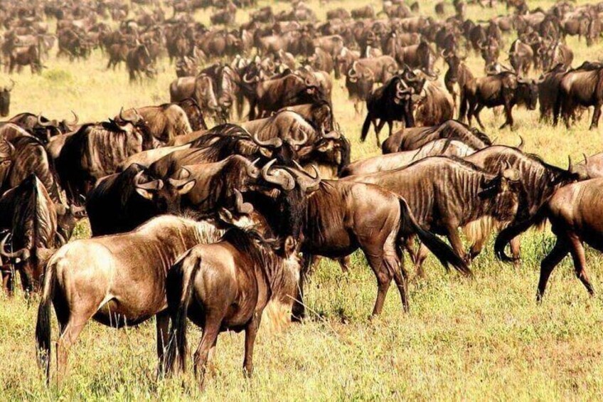 8 Days Famous Kenya Big 5 Private Wildlife Safari 3