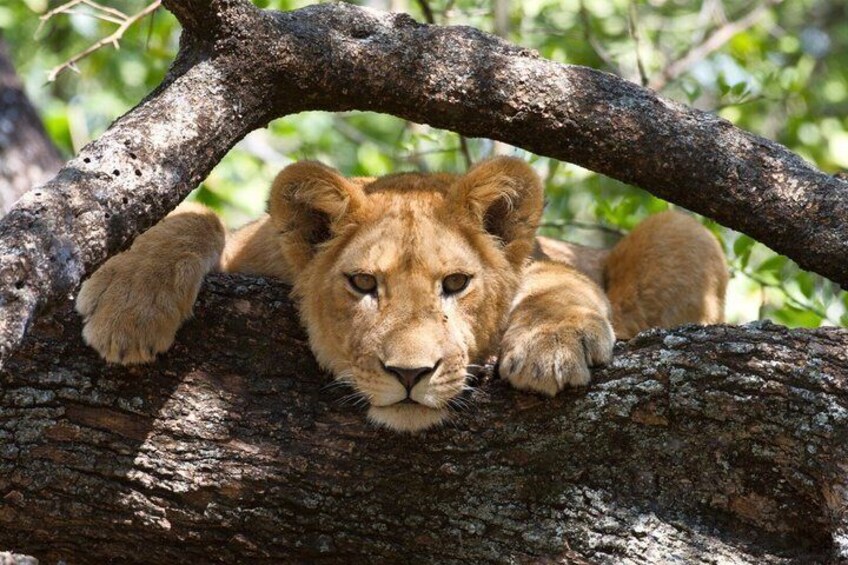 8 Days Famous Kenya Big 5 Private Wildlife Safari 5