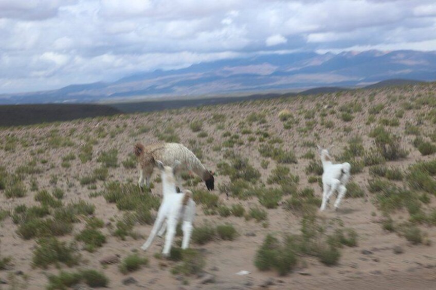A desert landscape with sparse vegetation and distant mountains under a cloudy sky. 4