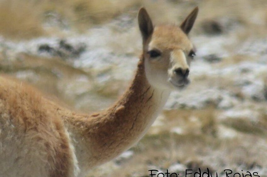 A llama with a brown coat and a white face. 2