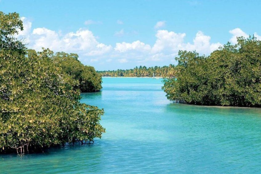 A mangrove-lined waterway with clear turquoise water and a distant shoreline. 4