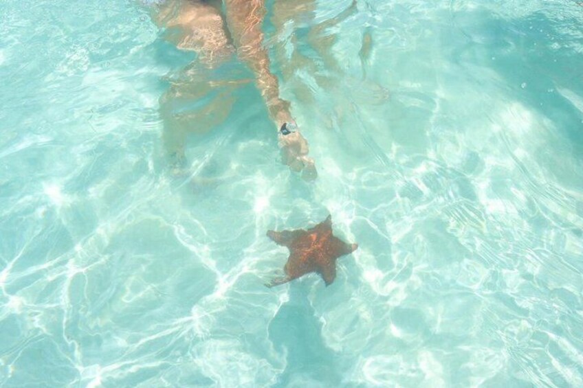 A starfish on a clear blue pool floor. 1