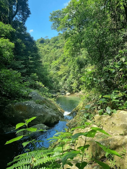 A serene forest stream with lush greenery and large rocks. 2