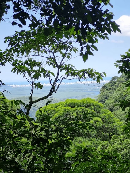 A lush green landscape with dense foliage and a distant city skyline. 3
