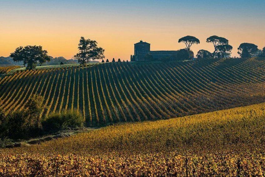Un vignoble avec des rangées de vignes, une colline parsemée d’arbres et un bâtiment situé au loin. 4