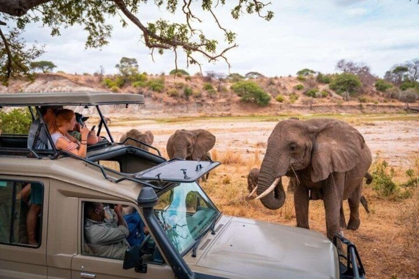 A safari vehicle with a person taking a photo, and two elephants in a dry savanna landscape. 4