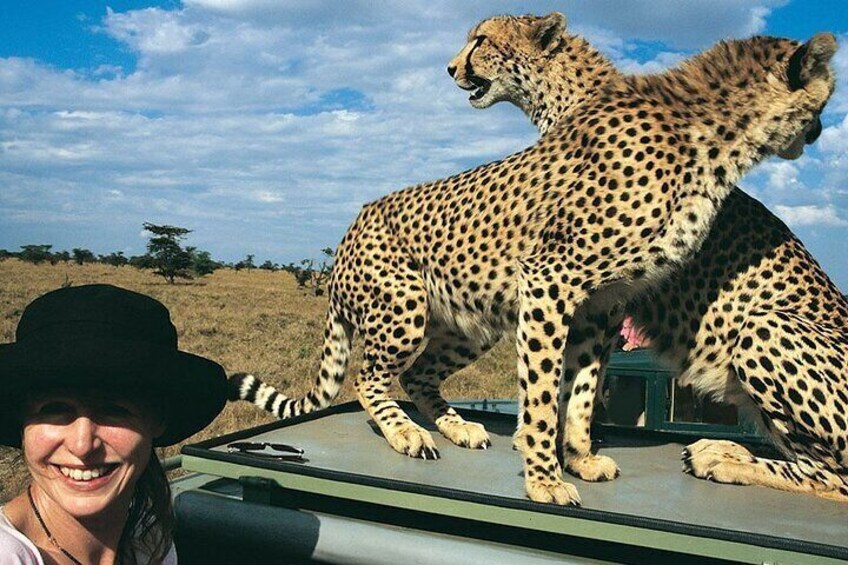 A cheetah on a vehicle's roof, a person in a hat, and a savannah landscape. 2