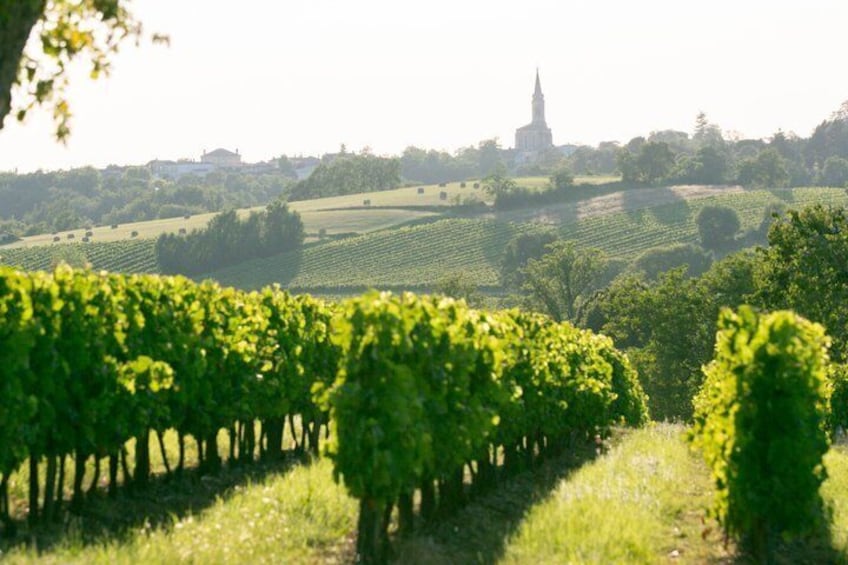 Un vignoble avec des rangées de vignes, le clocher d’une église en arrière-plan et des collines ondoyantes. 2