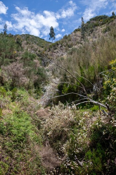 A hillside with dense shrubbery and a fallen branch. 5