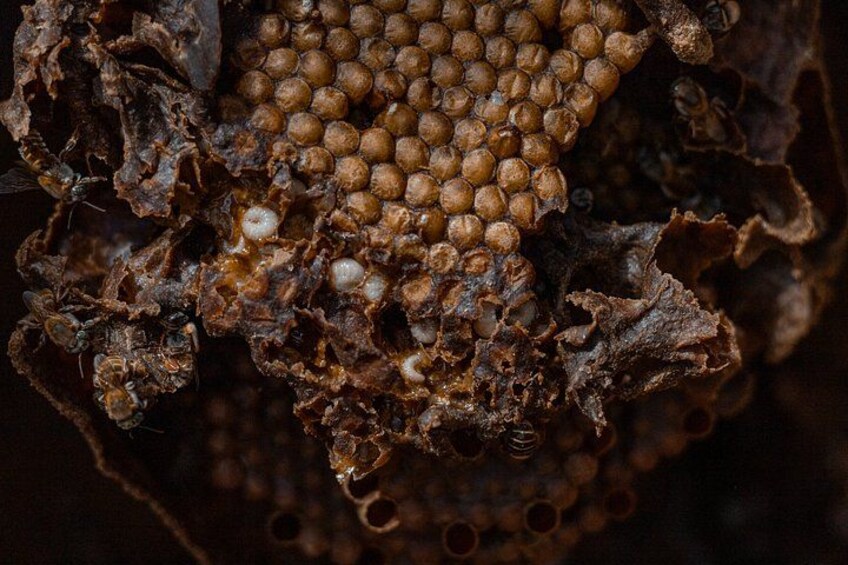 Artisan Secrets of Cozumel Cocoa Honey and Spicy 2