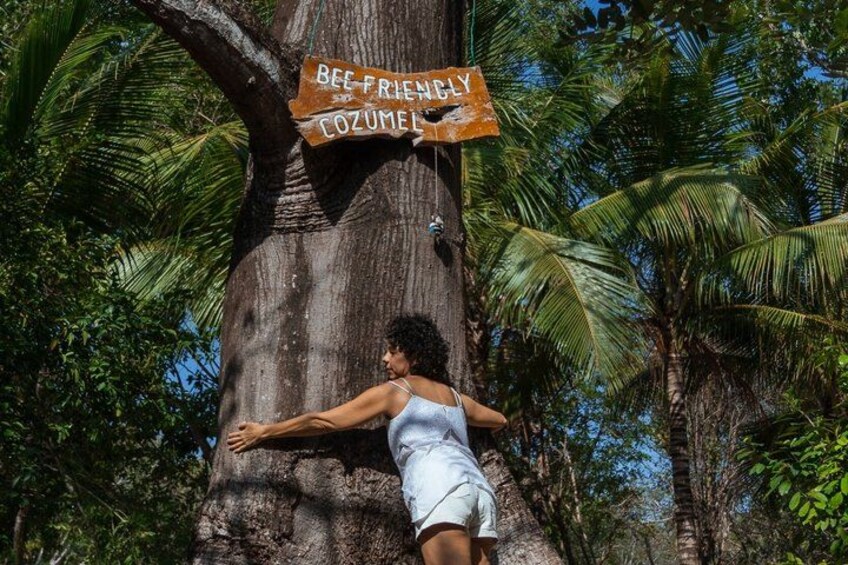 A person climbing a tree with a sign that reads 'Bee Friendly Cozumel.' 3