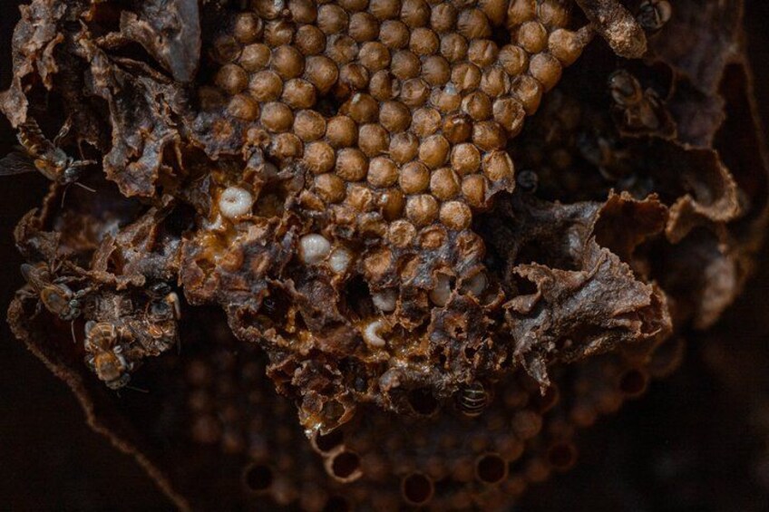 A close-up of a wasp nest with a honeycomb structure. 2
