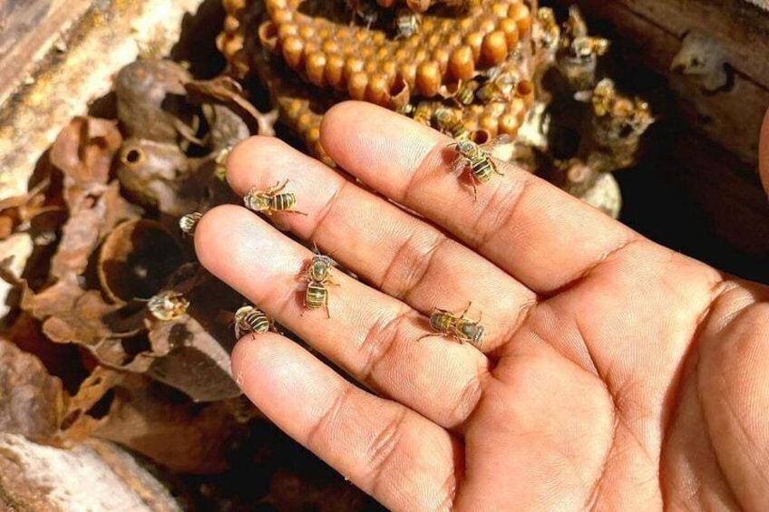 Artisan Secrets of Cozumel Cocoa Honey and Spicy 2