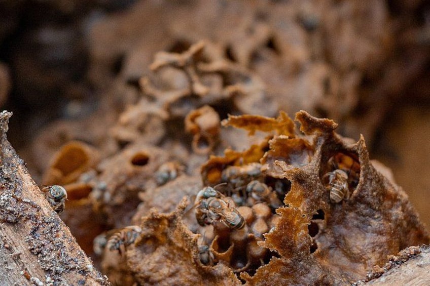 Artisan Secrets of Cozumel Cocoa Honey and Spicy 2