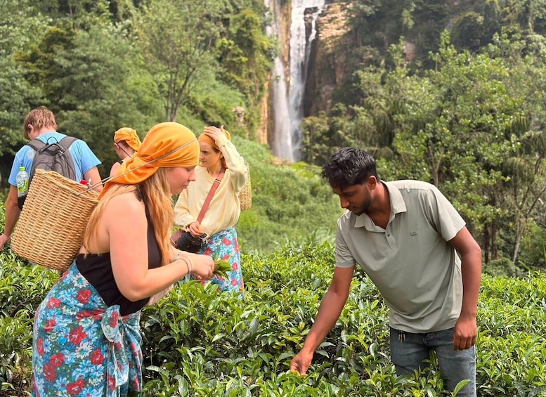 Picture 7 for Activity Nuwara Eliya Local-Led Tea Plucking Tea Tasting & Waterfalls 2