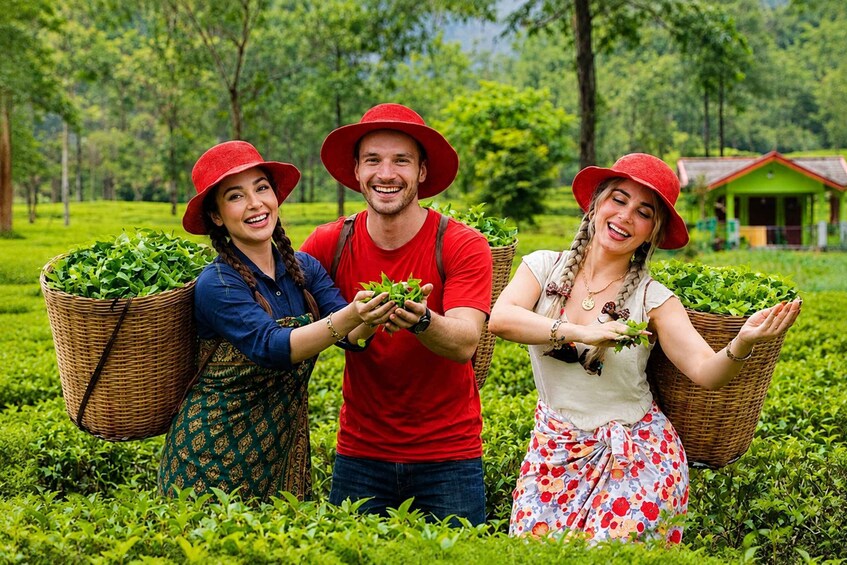 Nuwara Eliya Local-Led Tea Plucking Tea Tasting & Waterfalls 2