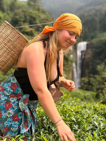 Picture 9 for Activity Nuwara Eliya Local-Led Tea Plucking Tea Tasting & Waterfalls 5