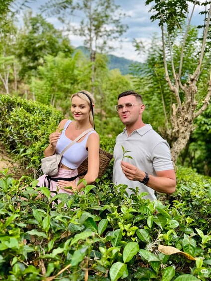 Two people sitting in a tea plantation with lush greenery and trees in the background. 5