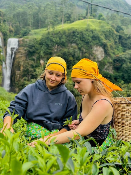 Picture 6 for Activity Nuwara Eliya Unique Local Tea Plucking -Tasting & Waterfalls 2