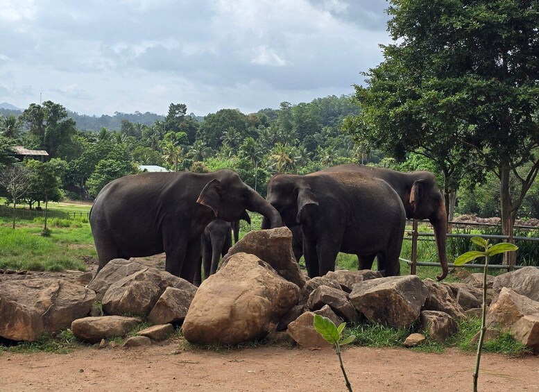 Picture 7 for Activity From Kandy: Pinnawala Elephants & Ambuluwawa Tower Day Tour 3