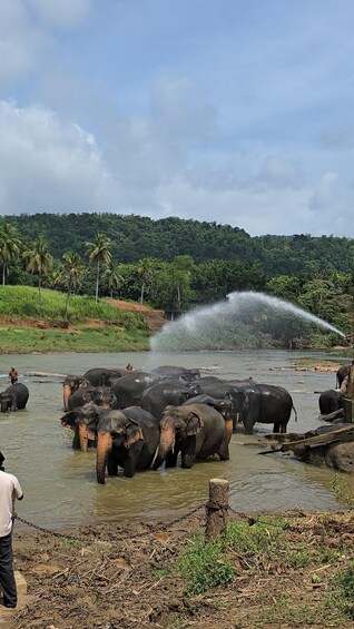 Picture 30 for Activity From Kandy: Pinnawala Elephants & Ambuluwawa Tower Day Tour 2