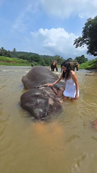 Picture 1 for Activity From Kandy: Pinnawala Elephants & Ambuluwawa Tower Day Tour 2