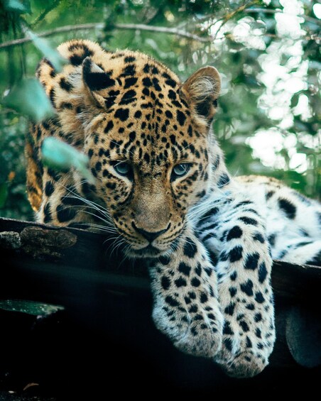 Picture 8 for Activity Sri Lanka 11 Day Tour Guided with Meals & Transfers 3