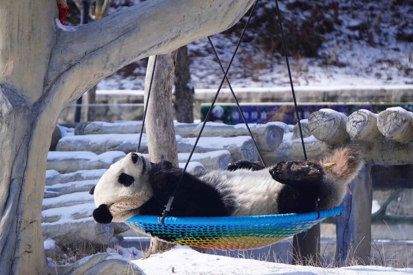 A panda lying in a hammock. 2