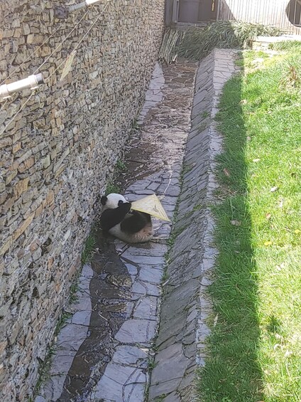 A narrow stone pathway with a dog lying on the ground, a wall on one side, and grass on the other. 3