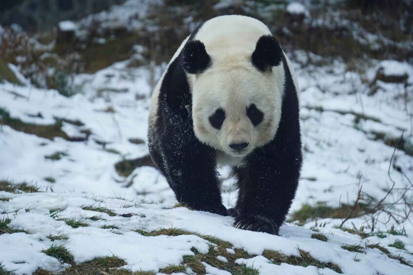 A panda walking on snow-covered ground. 1