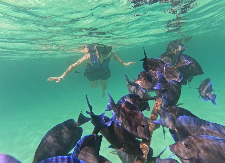 A person snorkeling among a school of fish. 2