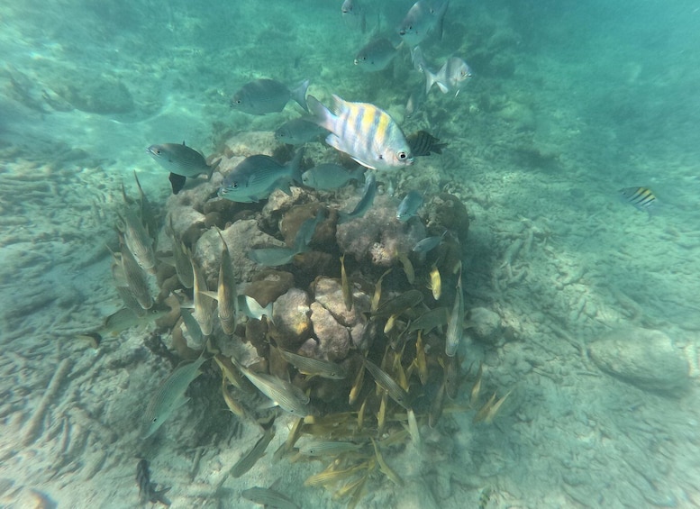 A coral reef with various fish species swimming around. 1