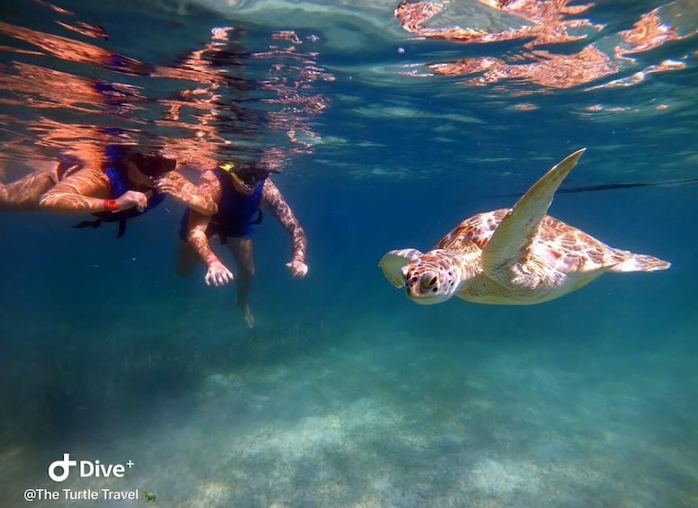 A person snorkeling with a sea turtle in clear blue water. 5