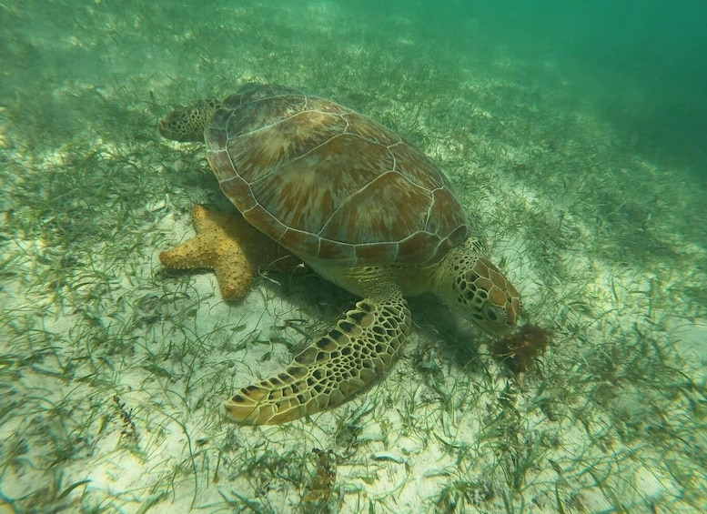 Picture 23 for Activity Riviera Maya: Eco Friendly Akumal Turtle Encounter+Photos 4
