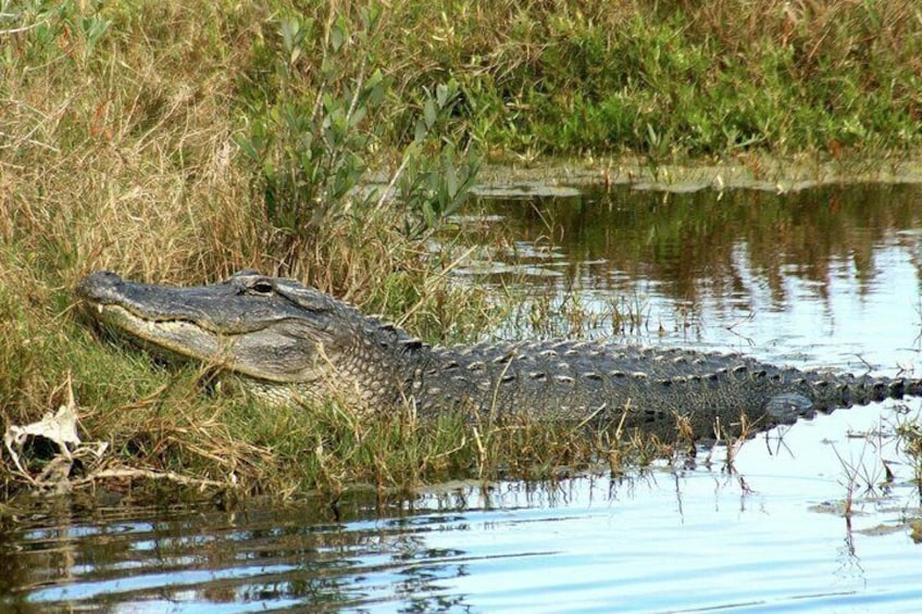 An alligator resting in shallow water with vegetation around. 2