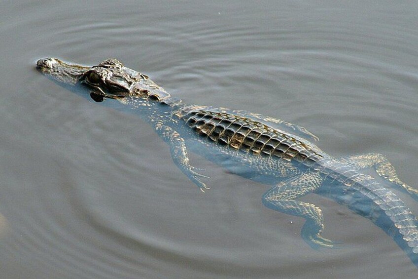 A crocodile swimming in water. 4