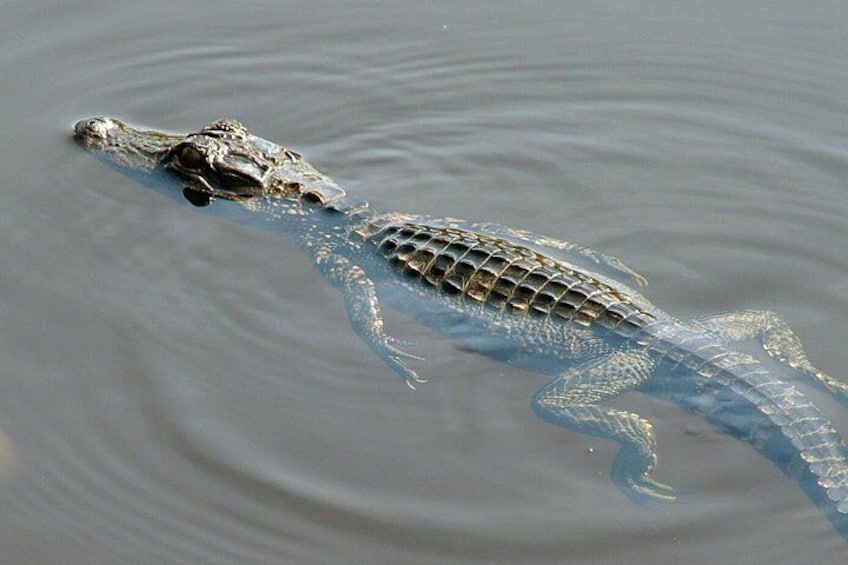 A crocodile swimming in water. 4