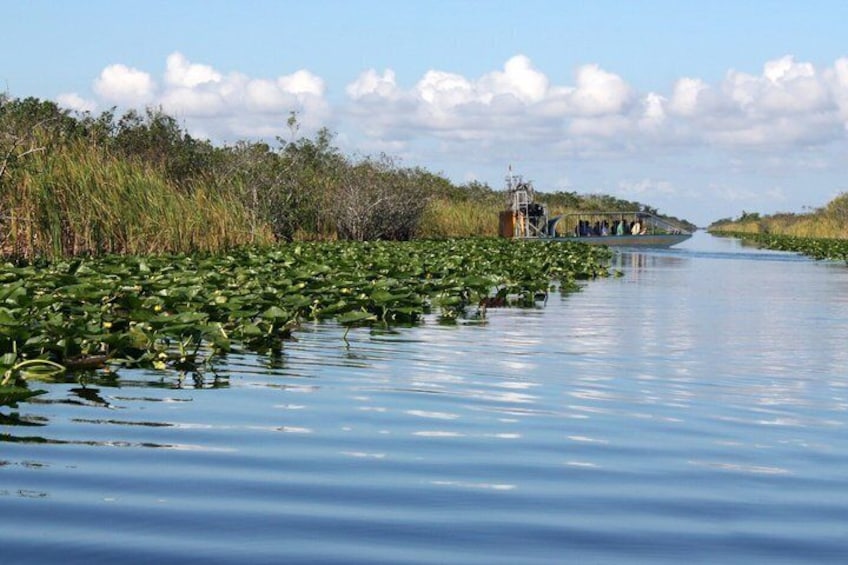 A calm waterway with lily pads, a bridge, and dense vegetation. 5