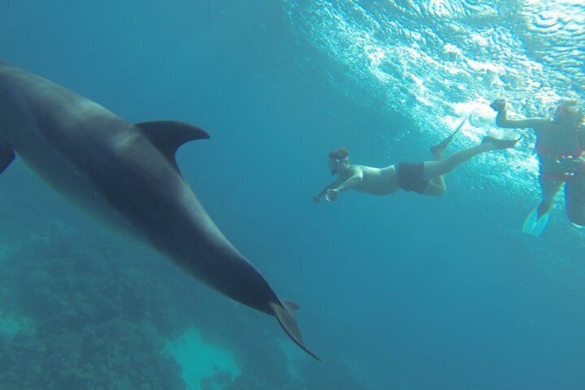 En dykare simmar tillsammans med ett stort havsdjur, troligen en delfin, i klart blått vatten. 2